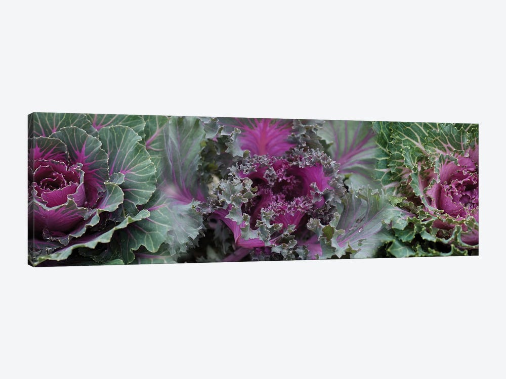 Close-Up Of Green And Purple Kale Flowers by Panoramic Images 1-piece Canvas Wall Art