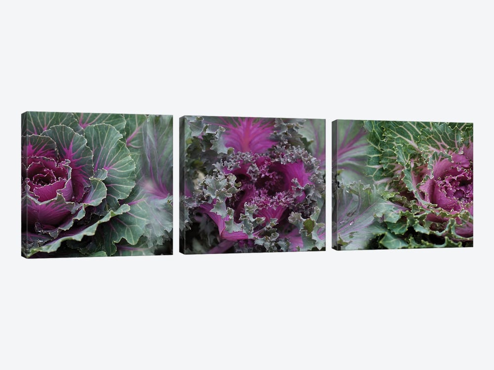 Close-Up Of Green And Purple Kale Flowers by Panoramic Images 3-piece Canvas Art