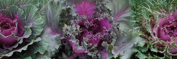Gardening: Close-Up Of Green And Purple Kale Flowers by Panoramic Images