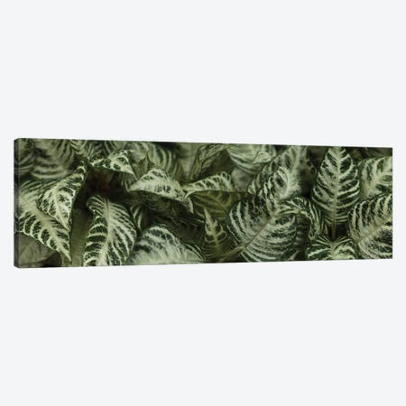 Close-Up Of Green Leaves I Canvas Print #PIM14435} by Panoramic Images Canvas Art Print