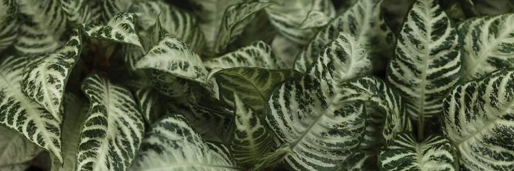 Close-Up Of Green Leaves I