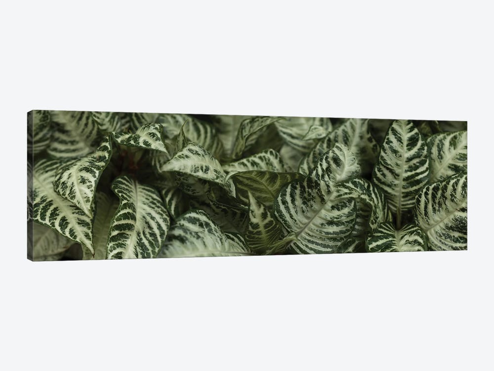 Close-Up Of Green Leaves I by Panoramic Images 1-piece Canvas Print