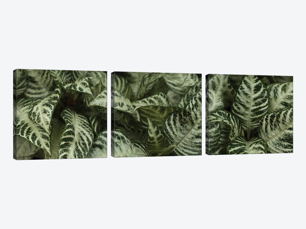 Close-Up Of Green Leaves I by Panoramic Images 3-piece Art Print