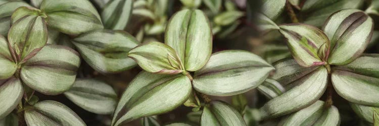 Close-Up Of Green Leaves II