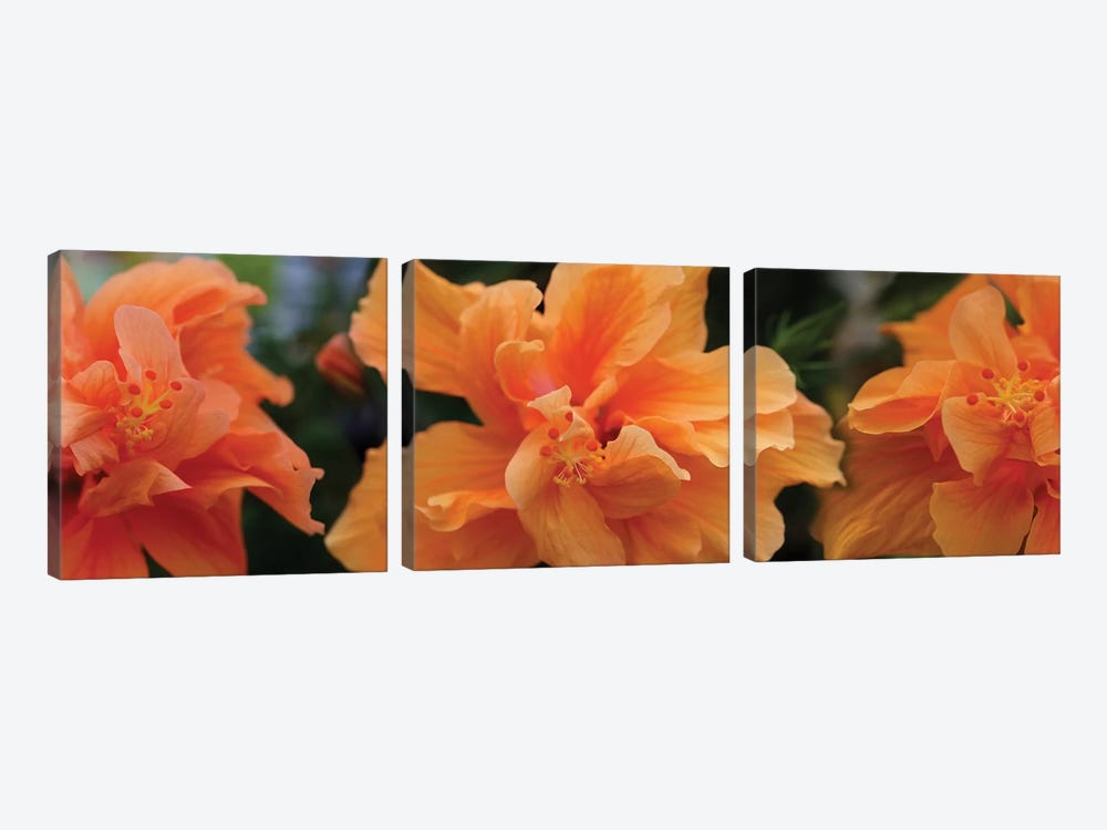 Close-Up Of Hibiscus Flowers by Panoramic Images 3-piece Canvas Art Print