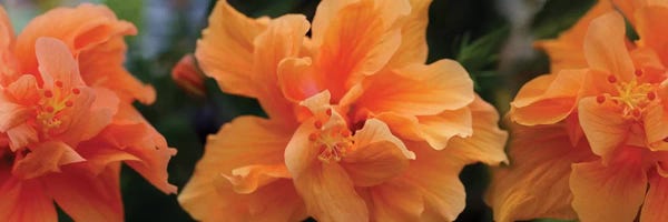 Floral Close-Ups: Close-Up Of Hibiscus Flowers by Panoramic Images