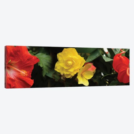 Close-Up Of Hibiscus, Rose And Anthurium Flowers Canvas Print #PIM14438} by Panoramic Images Canvas Art