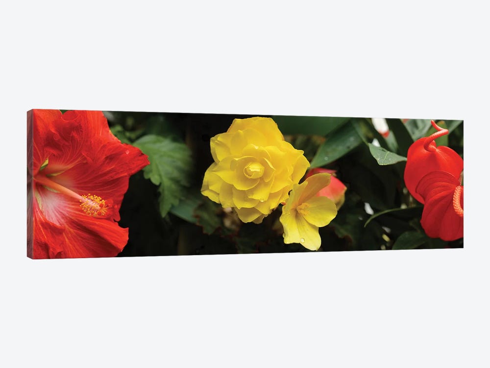 Close-Up Of Hibiscus, Rose And Anthurium Flowers by Panoramic Images 1-piece Canvas Art