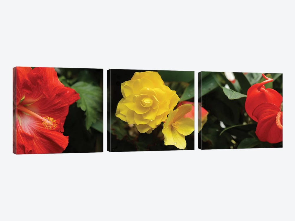Close-Up Of Hibiscus, Rose And Anthurium Flowers by Panoramic Images 3-piece Canvas Wall Art