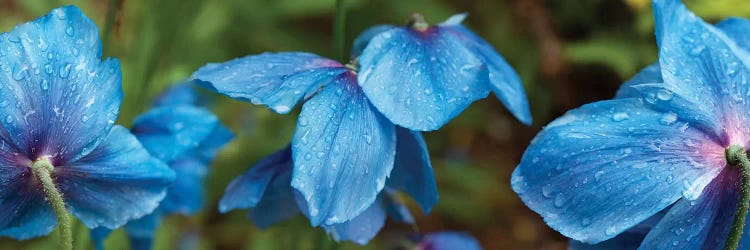 Close-Up Of Himalayan Poppy Flowers