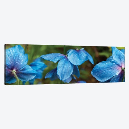 Close-Up Of Himalayan Poppy Flowers Canvas Print #PIM14439} by Panoramic Images Canvas Art
