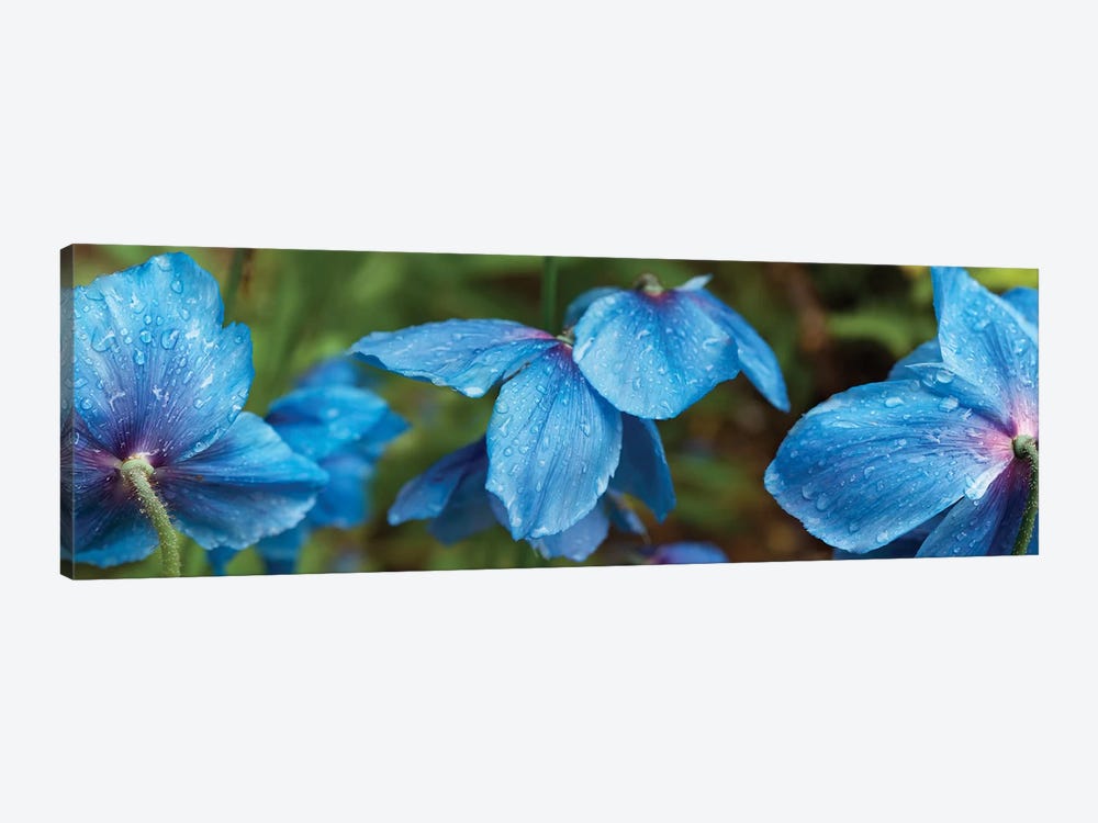 Close-Up Of Himalayan Poppy Flowers by Panoramic Images 1-piece Art Print