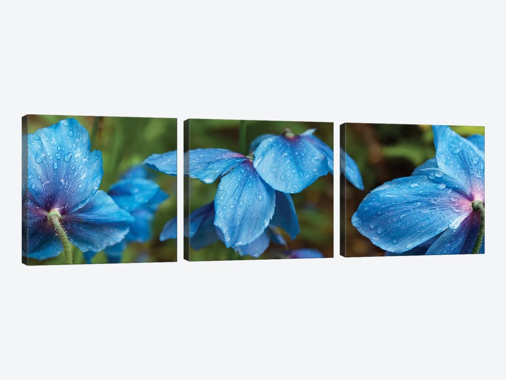Close-Up Of Himalayan Poppy Flowers by Panoramic Images 3-piece Art Print