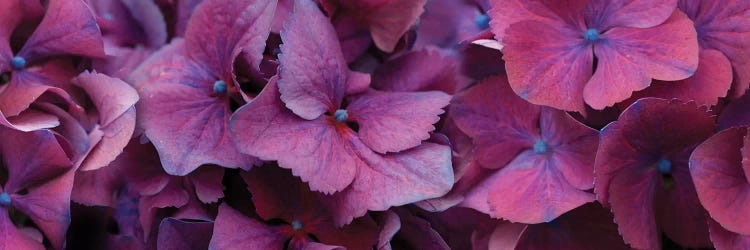 Close-Up Of Hydrangea Flowers I