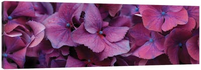 Close-Up Of Hydrangea Flowers I Canvas Art Print - Hydrangea Art