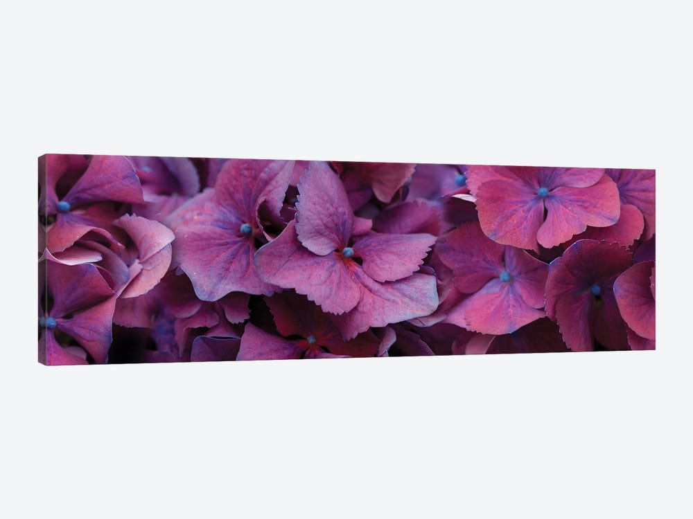 Close-Up Of Hydrangea Flowers I by Panoramic Images 1-piece Canvas Art Print