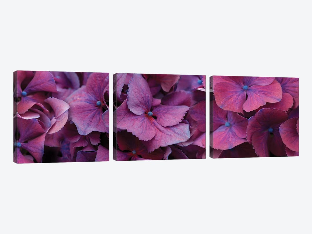 Close-Up Of Hydrangea Flowers I by Panoramic Images 3-piece Art Print