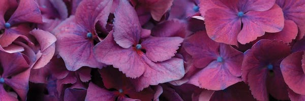 Hydrangeas: Close-Up Of Hydrangea Flowers I by Panoramic Images
