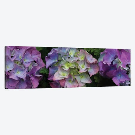 Close-Up Of Hydrangea Flowers II Canvas Print #PIM14441} by Panoramic Images Canvas Print