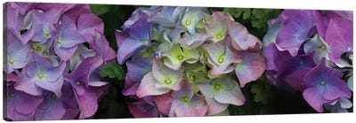 Close-Up Of Hydrangea Flowers II Canvas Art Print - Macro Photography