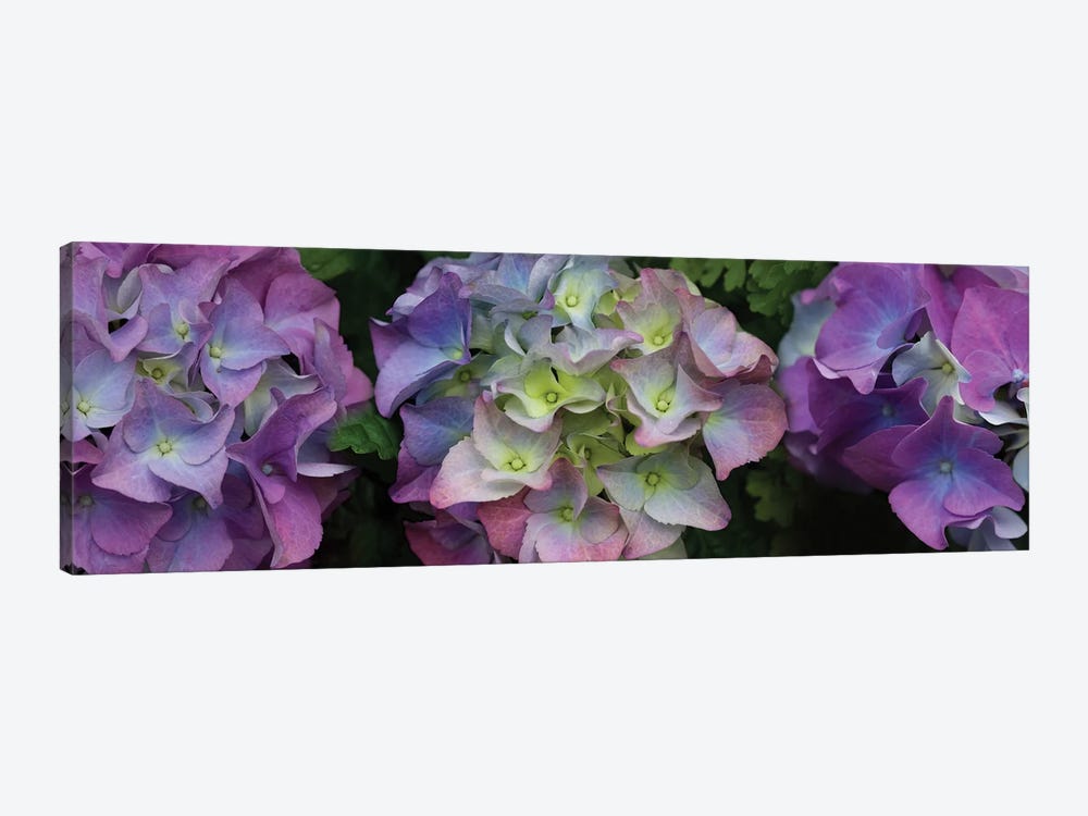 Close-Up Of Hydrangea Flowers II by Panoramic Images 1-piece Canvas Wall Art