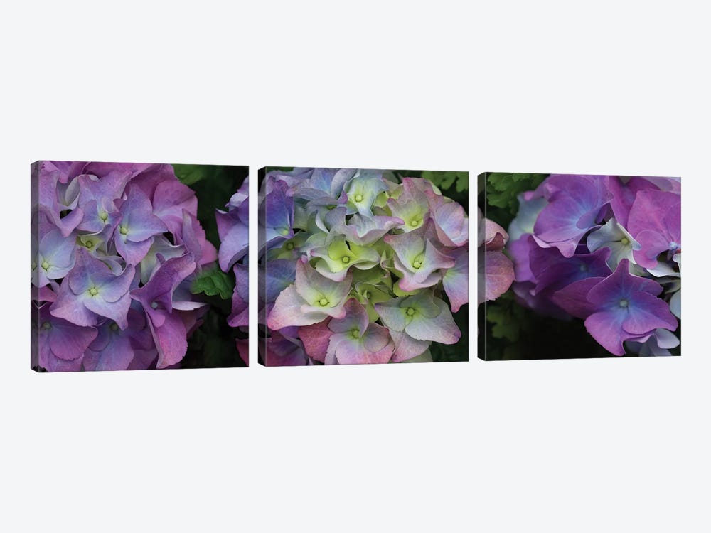 Close-Up Of Hydrangea Flowers II by Panoramic Images 3-piece Canvas Artwork