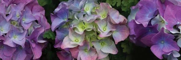 Macro Photography: Close-Up Of Hydrangea Flowers II by Panoramic Images