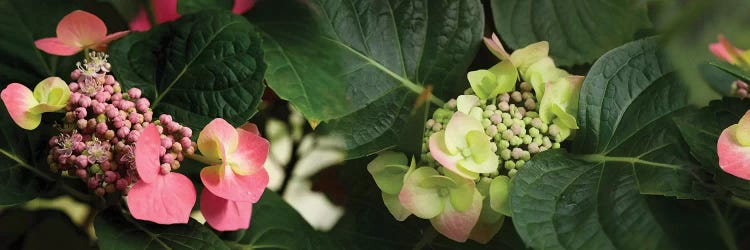 Close-Up Of Hydrangeas Flowers