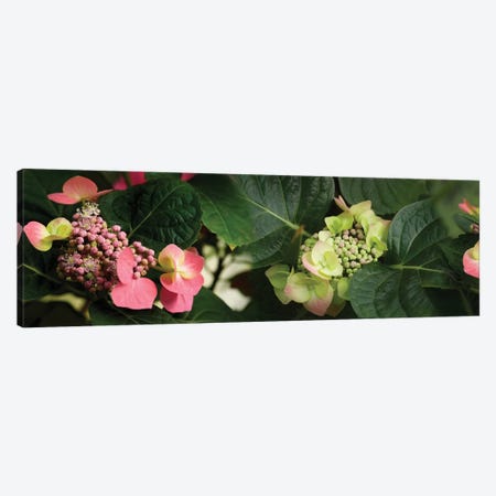 Close-Up Of Hydrangeas Flowers Canvas Print #PIM14442} by Panoramic Images Canvas Print