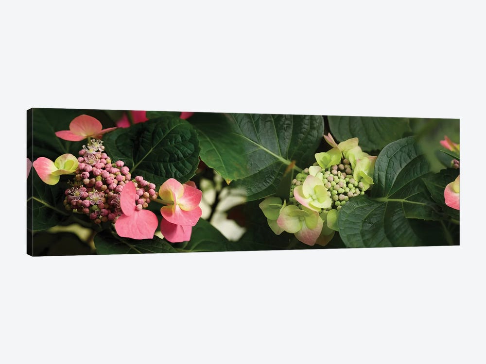 Close-Up Of Hydrangeas Flowers by Panoramic Images 1-piece Canvas Print