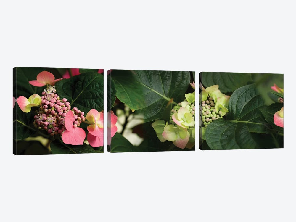 Close-Up Of Hydrangeas Flowers by Panoramic Images 3-piece Canvas Print