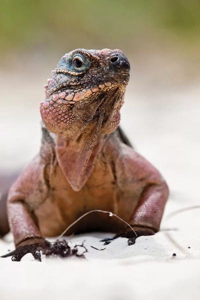Iguanas: Close-Up Of Iguana On Beach, Great Exuma Island, Bahamas by Panoramic Images