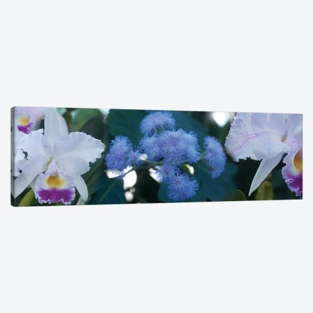 Close-Up Of Iris And Blue Flowers I Canvas Print #PIM14444} by Panoramic Images Canvas Wall Art