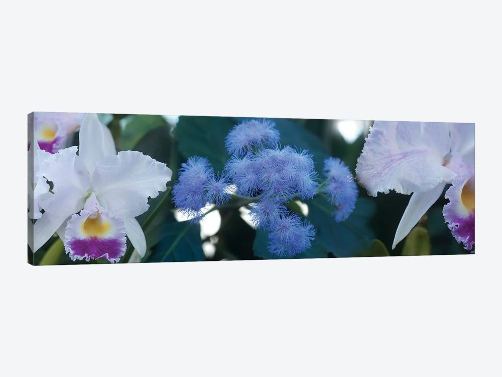 Close-Up Of Iris And Blue Flowers I by Panoramic Images 1-piece Art Print