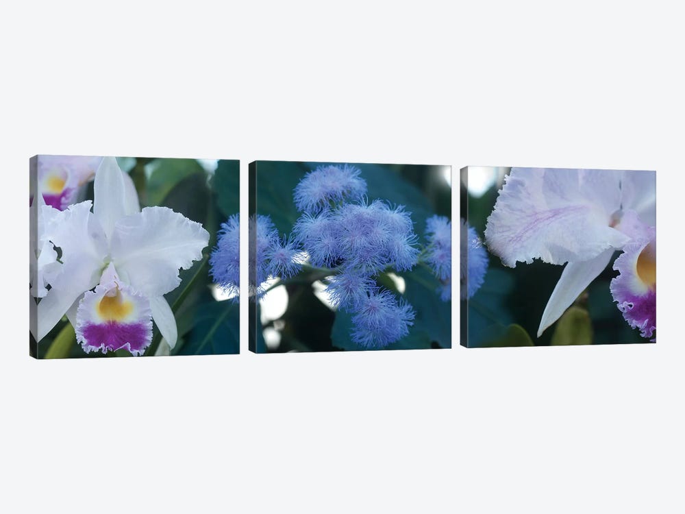 Close-Up Of Iris And Blue Flowers I by Panoramic Images 3-piece Art Print