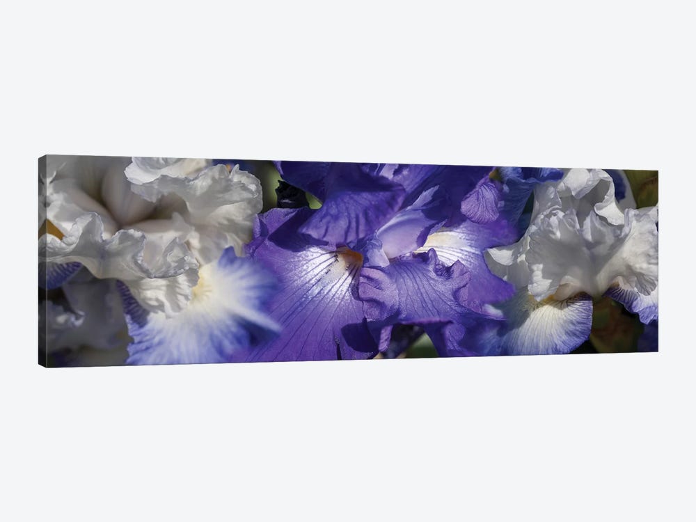 Close-Up Of Iris And Blue Flowers II by Panoramic Images 1-piece Canvas Art