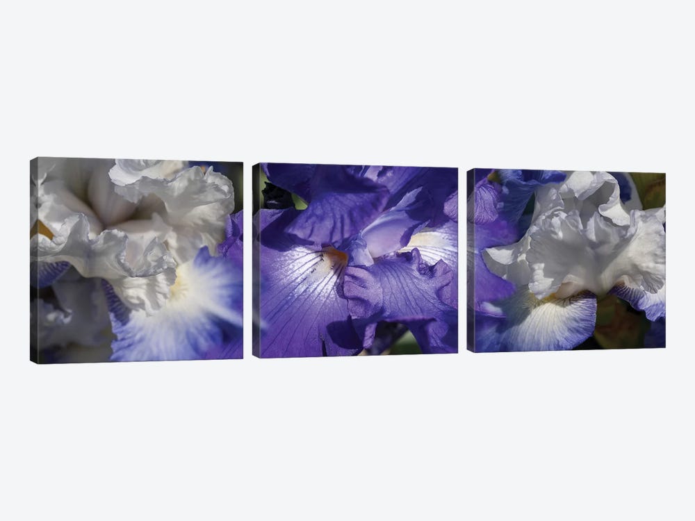 Close-Up Of Iris And Blue Flowers II by Panoramic Images 3-piece Canvas Artwork