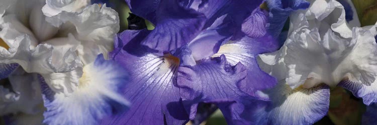 Close-Up Of Iris And Blue Flowers II