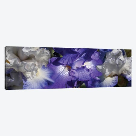 Close-Up Of Iris And Blue Flowers II Canvas Print #PIM14445} by Panoramic Images Canvas Wall Art