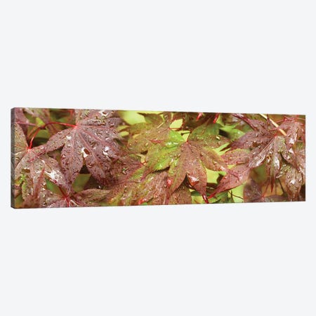 Close-Up Of Japanese Maple Leaves I Canvas Print #PIM14446} by Panoramic Images Canvas Artwork