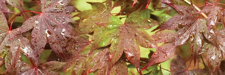 Close-Up Of Japanese Maple Leaves I