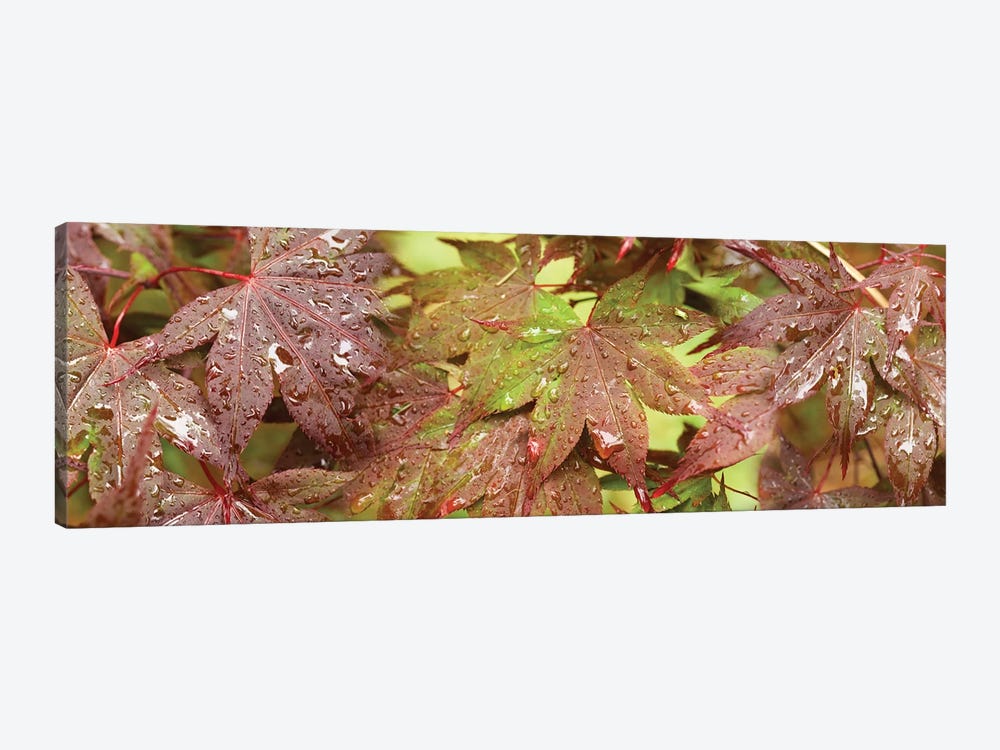 Close-Up Of Japanese Maple Leaves I by Panoramic Images 1-piece Canvas Art Print