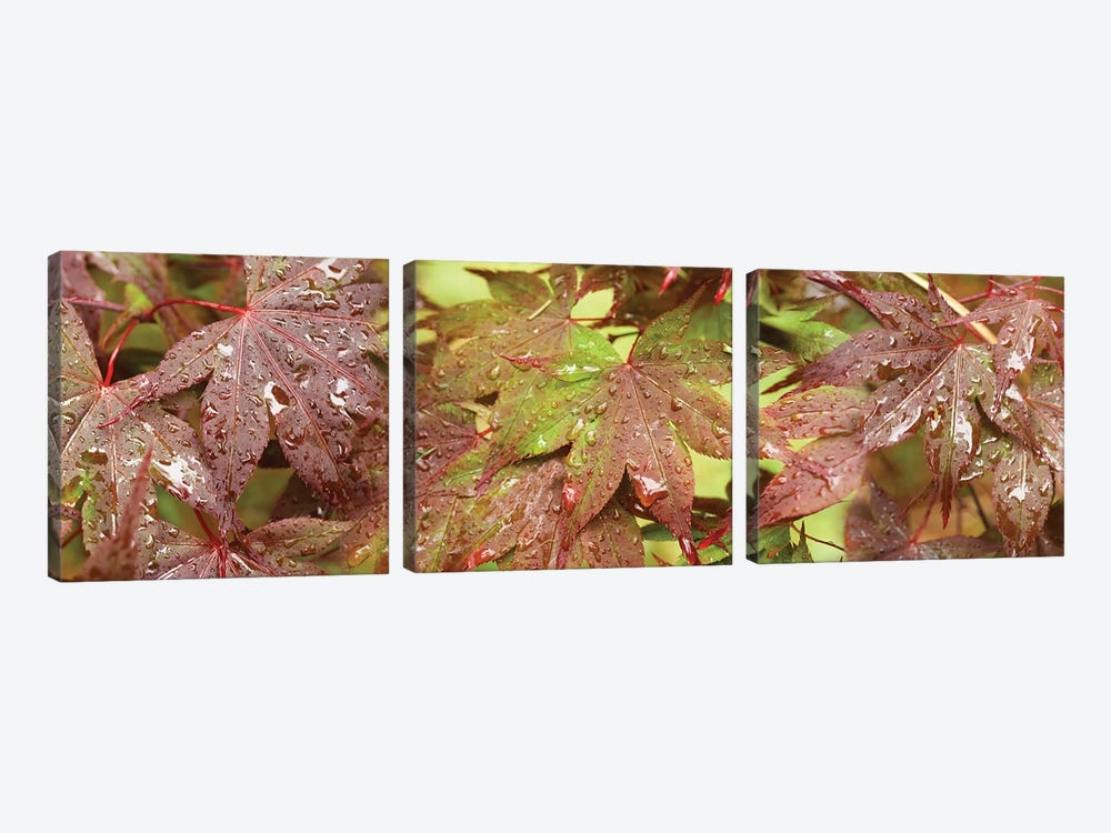 Close-Up Of Japanese Maple Leaves I by Panoramic Images 3-piece Canvas Art Print