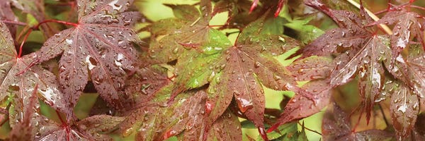 Japanese Maple Trees: Close-Up Of Japanese Maple Leaves I by Panoramic Images