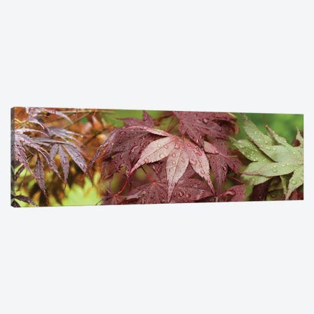 Close-Up Of Japanese Maple Leaves II Canvas Print #PIM14447} by Panoramic Images Canvas Artwork