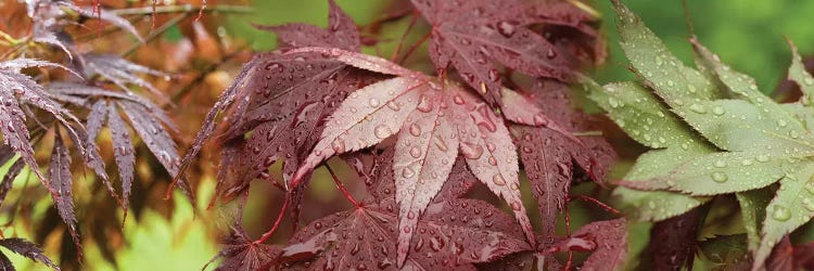 Close-Up Of Japanese Maple Leaves II