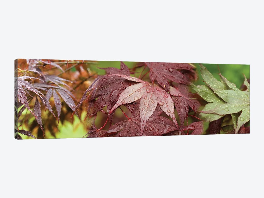Close-Up Of Japanese Maple Leaves II by Panoramic Images 1-piece Canvas Wall Art