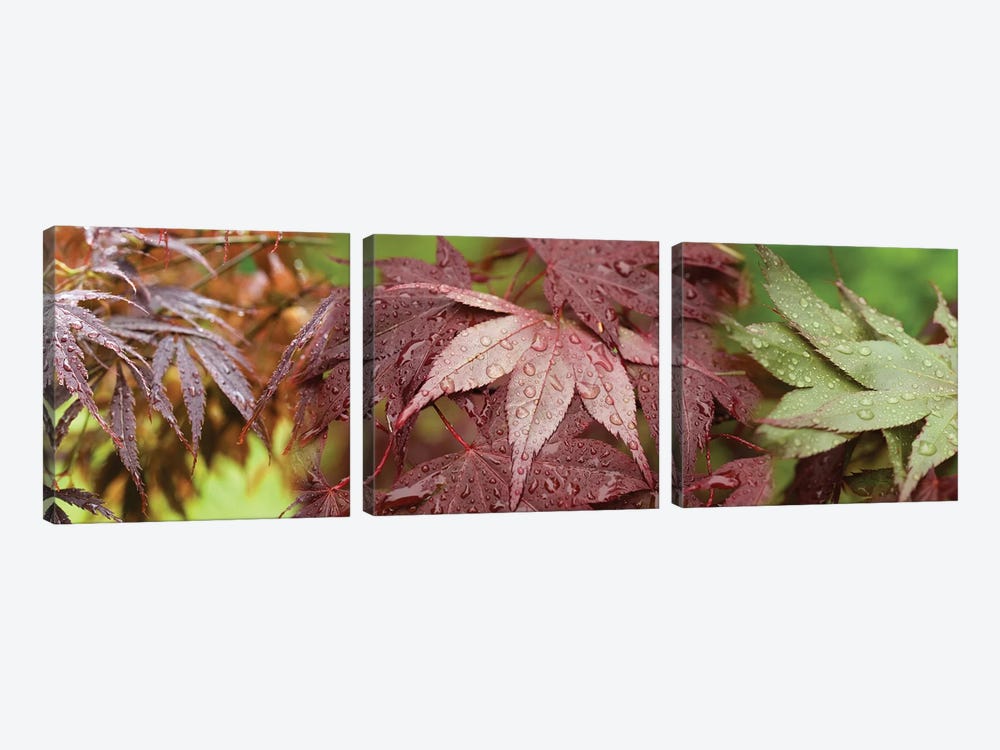 Close-Up Of Japanese Maple Leaves II by Panoramic Images 3-piece Canvas Wall Art