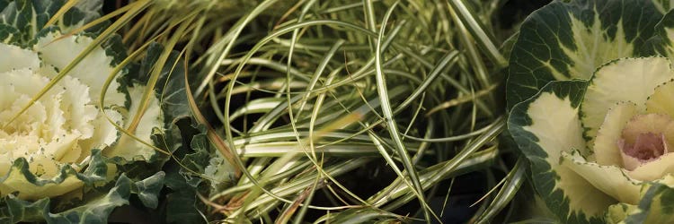 Close-Up Of Kale Flowers And Grass by Panoramic Images wall art
