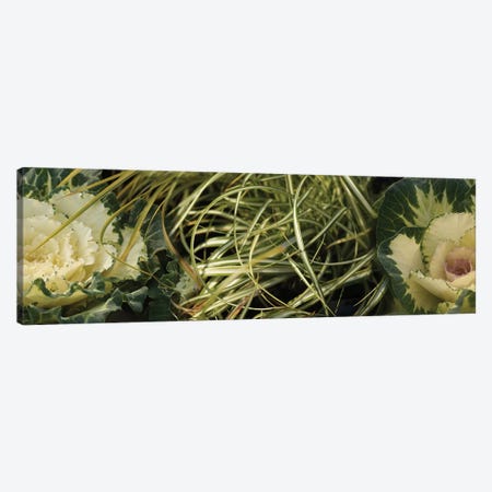 Close-Up Of Kale Flowers And Grass Canvas Print #PIM14448} by Panoramic Images Art Print